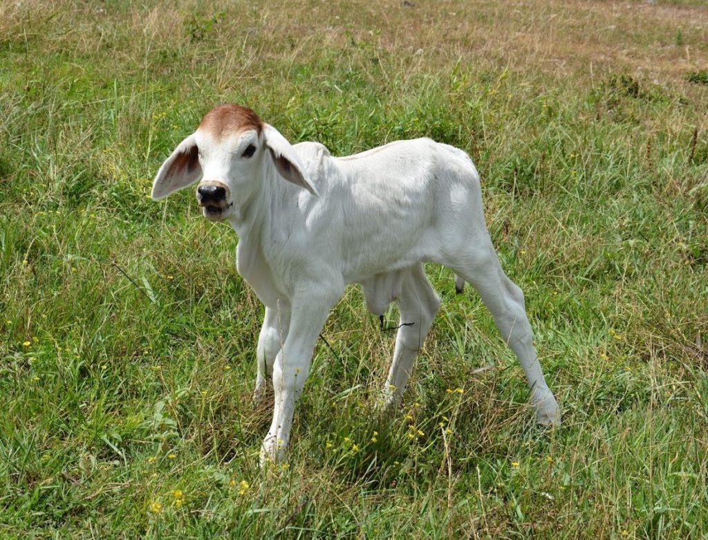 Registered Brahman Cattle