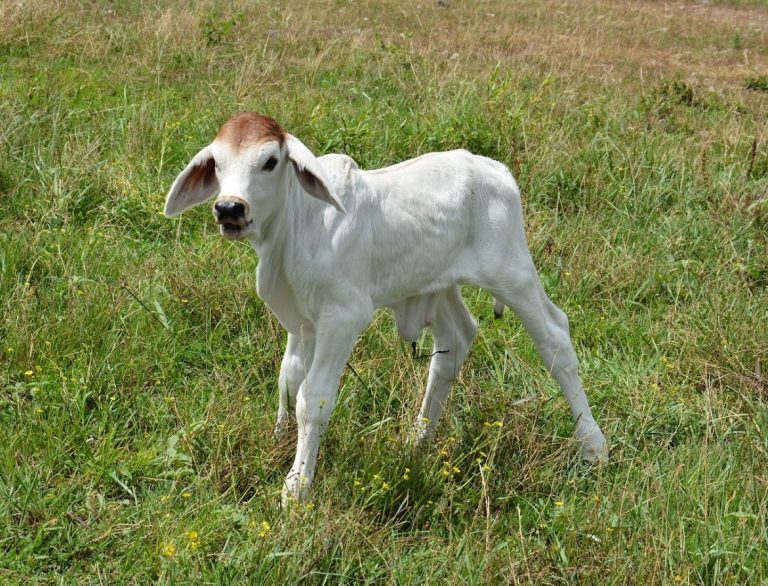 Registered Brahman Cattle Contact Us 4S Brahmans