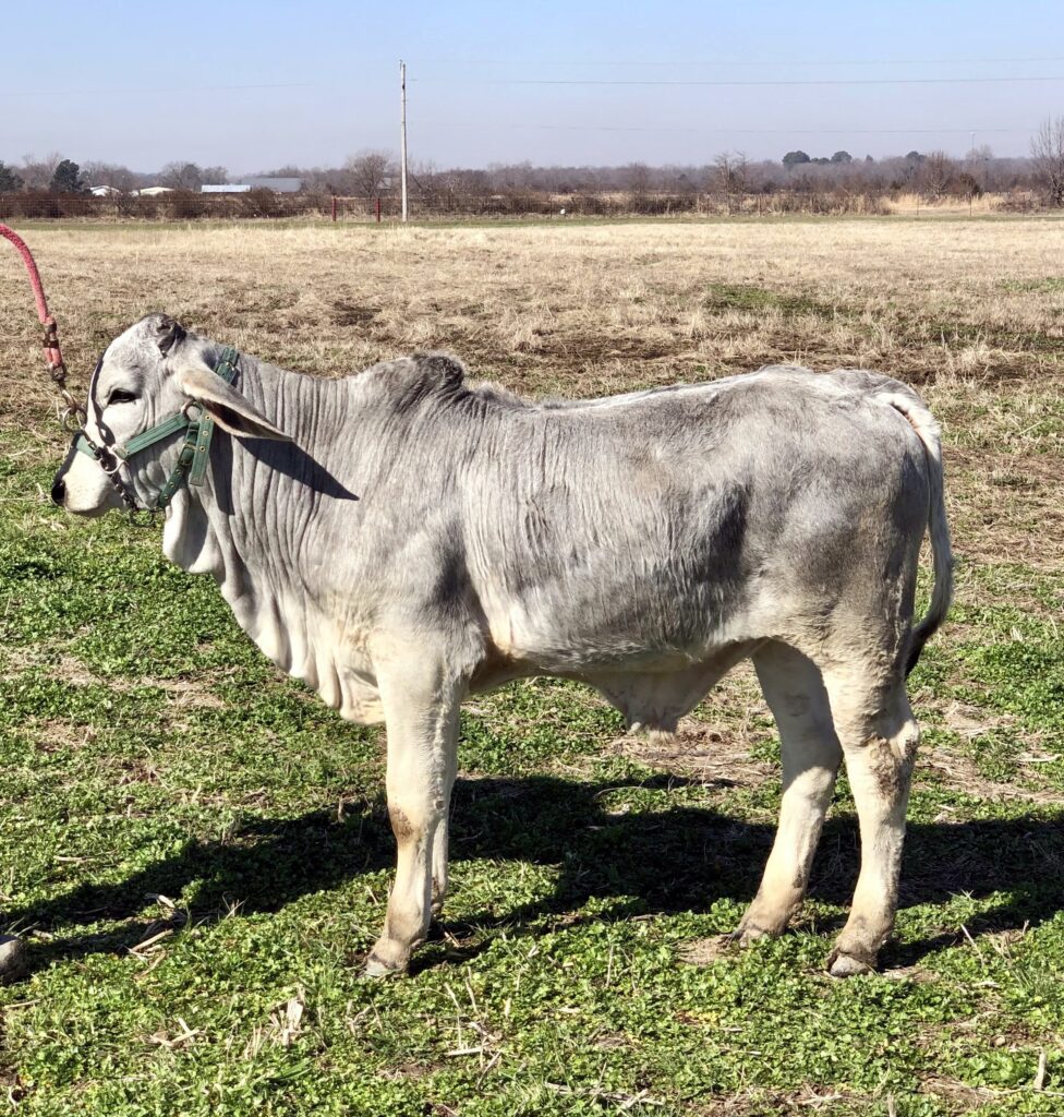 Brahman Calves for Sale - 4S Brahmans