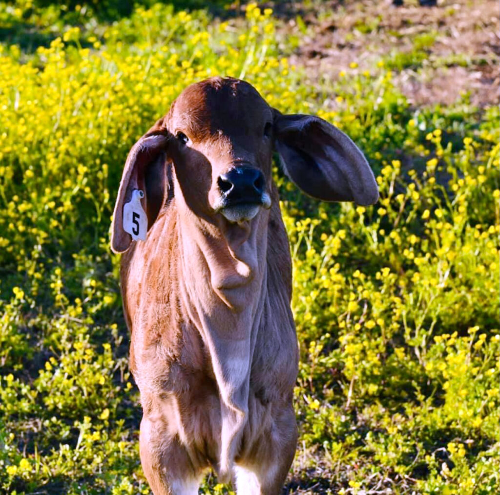 Brahman Calves for Sale 4S Brahmans