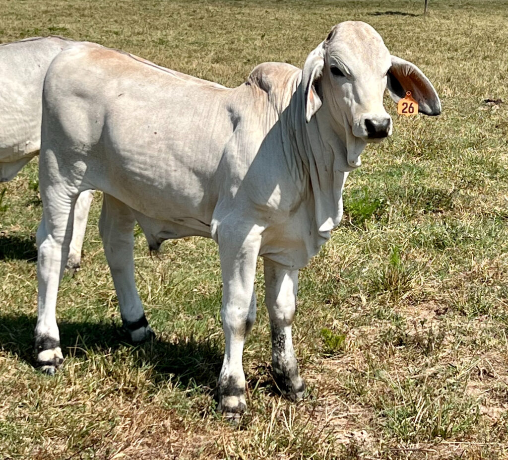 Brahman Calves for Sale - 4S Brahmans