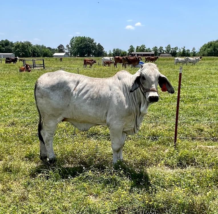 Brahman Calves for Sale - 4S Brahmans