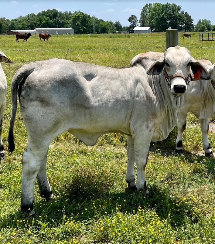 Brahman Calves for Sale - 4S Brahmans