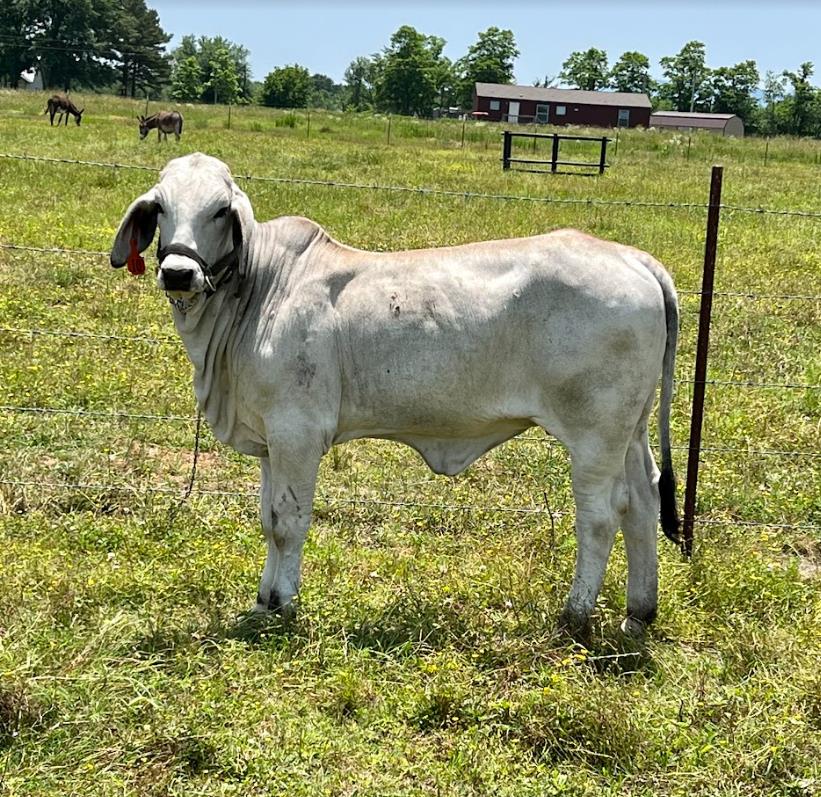 Brahman Calves for Sale - 4S Brahmans