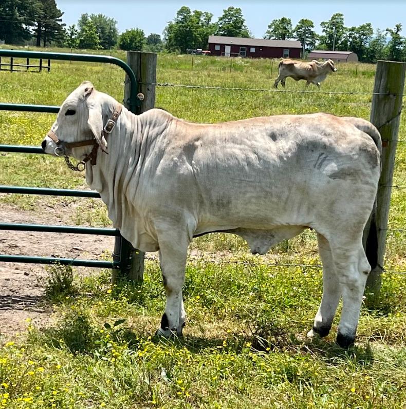 Brahman Calves for Sale - 4S Brahmans